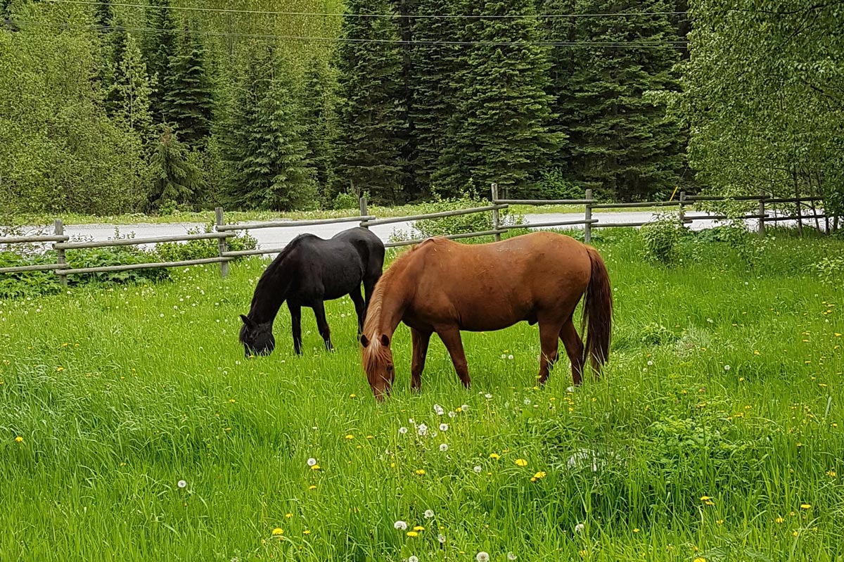 image of two horses eating